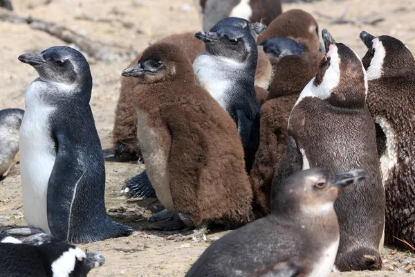 Африканська Колонія Пінгвінів Пляжі Валунів Південній Африці — стокове фото