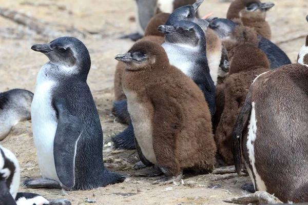 Colonia Pingüinos Africanos Playa Rocas Sudáfrica — Foto de Stock