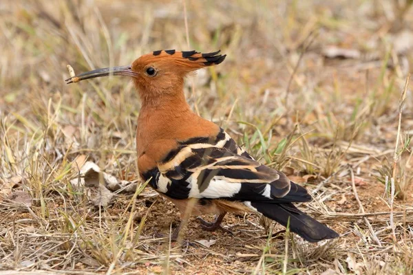 Blick Auf Schöne Vögel Der Natur — Stockfoto