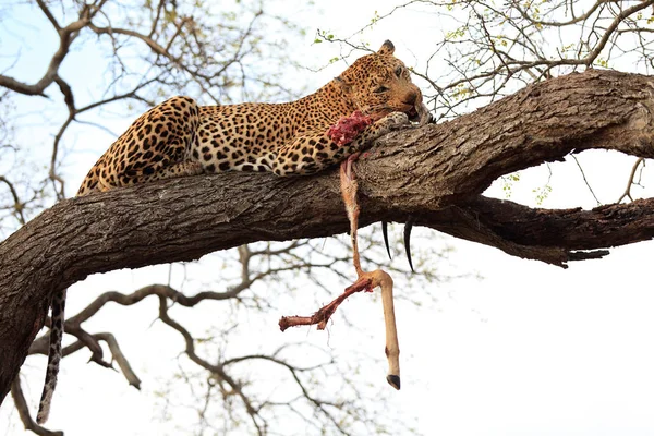 Leopárd Amikor Egy Fán Eszik Kruger Nemzeti Parkban Dél Afrikában — Stock Fotó