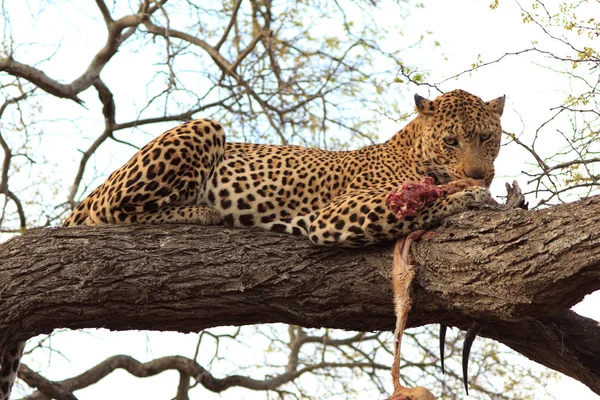 Macan Tutul Ketika Makan Pohon Taman Nasional Kruger Afrika Selatan — Stok Foto