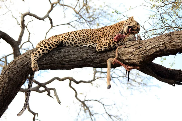 Leopárd Amikor Egy Fán Eszik Kruger Nemzeti Parkban Dél Afrikában — Stock Fotó