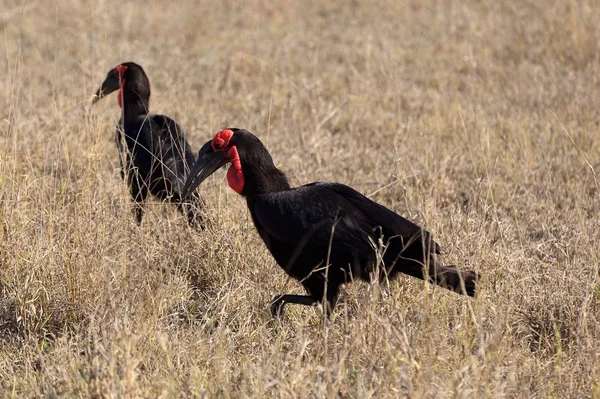 Aussichtsreicher Blick Auf Den Schönen Hornvogel Der Natur — Stockfoto