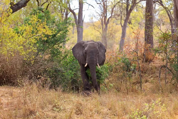 南非克鲁格国家公园里的大象公牛 — 图库照片