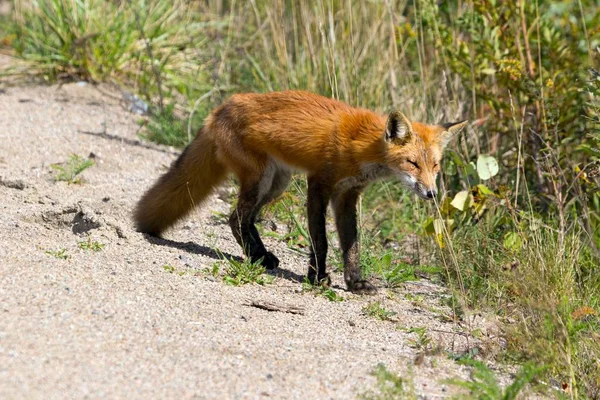 Vulpes Vulpes Renard Animal — Photo