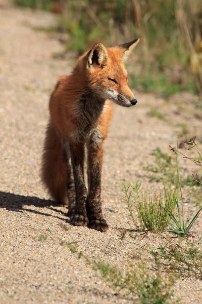 カナダのアルゴンキン州立公園の赤狐 — ストック写真