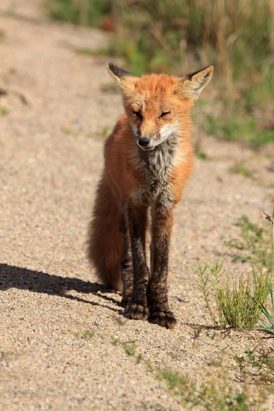 Volpe Rossa Nel Parco Provinciale Algonquin Canada — Foto Stock