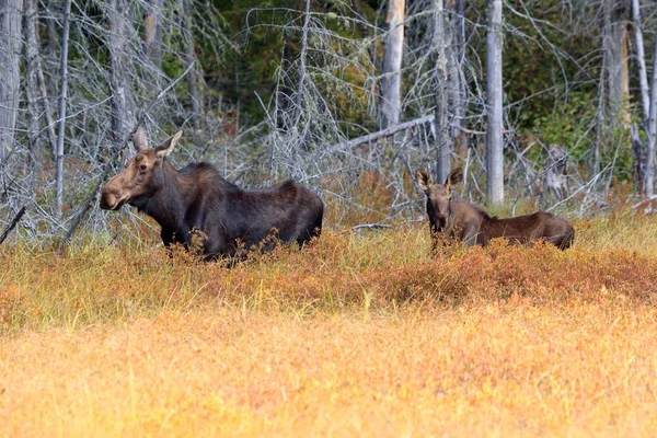 elk family at the algonquin provincial park in canada