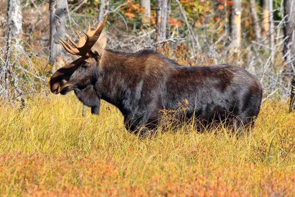 Elandstier Het Algonquin Provinciaal Park Canada — Stockfoto