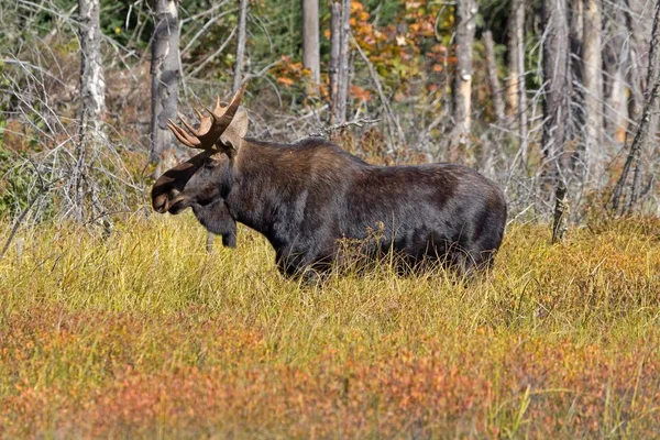 bull moose in algonquin provincial park in canada