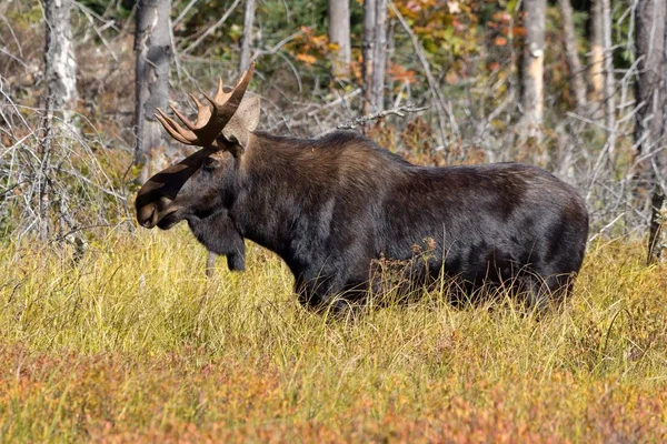 Stier Eland Algonquin Provinciaal Park Canada — Stockfoto