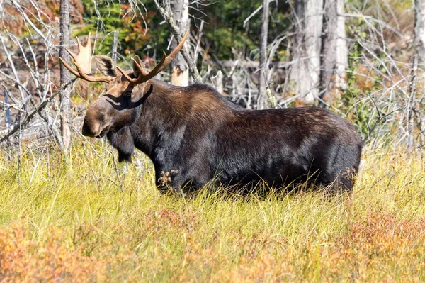 bull moose in algonquin provincial park in canada