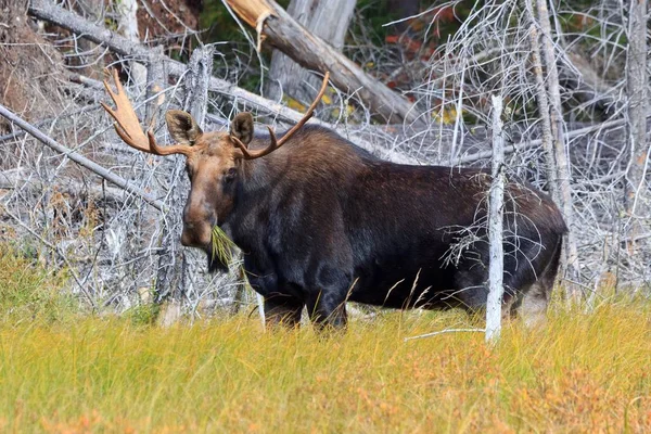 Stier Eland Algonquin Provinciaal Park Canada — Stockfoto