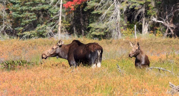 Elk Familie Algonquin Provincial Park Canada — Stockfoto