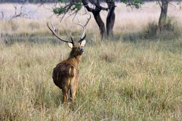 Wildlife Scene Prachtige Natuur — Stockfoto