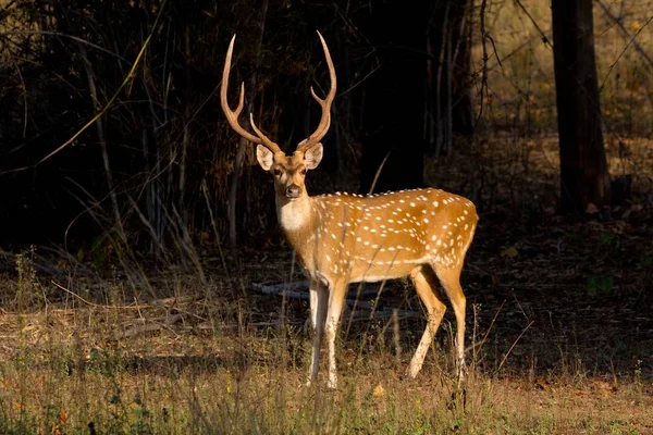 Axis Deer Bandhavgarh Parc National Inde — Photo