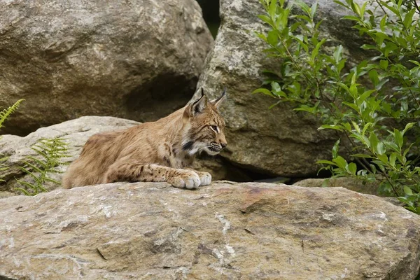 Lynx Лежащий Скале — стоковое фото