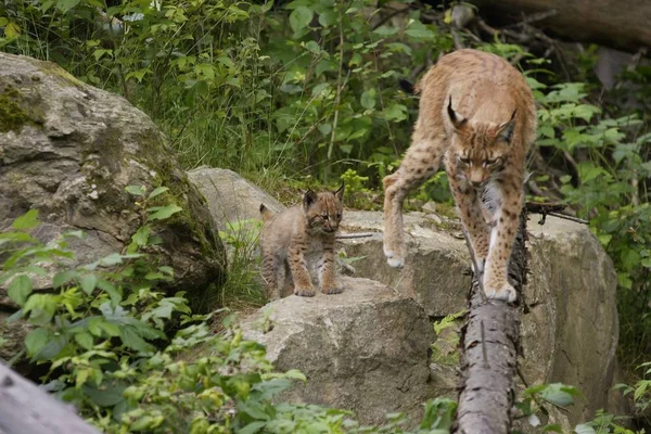 Vilda Djur Naturen Stor Katt — Stockfoto