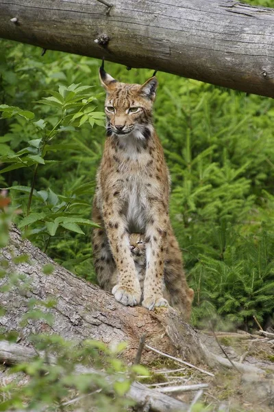 Lynx Matka Mládětem — Stock fotografie