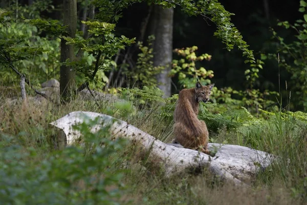 Animali Giovani Attenzione Selettiva — Foto Stock