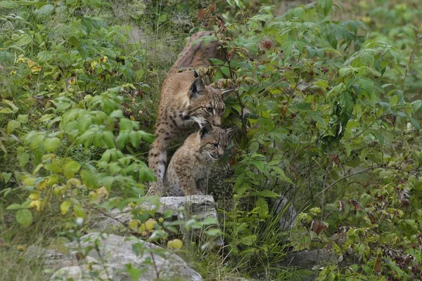 Lince Salvaje Animal Naturaleza Grande Gato —  Fotos de Stock