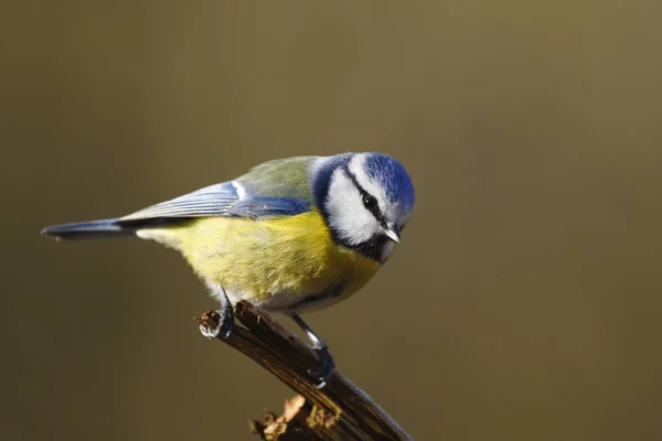 Blaumeise Zit Een Tak — Stockfoto