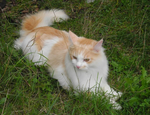 Maine Coon Maincoon Cat Maincoon Maincoon Cat Animal Pet Grass — стоковое фото