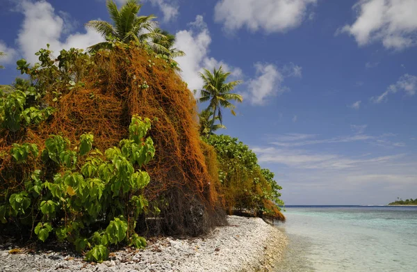 Planta Extraña Crece Palmeras Fakarava Mares Del Sur — Foto de Stock