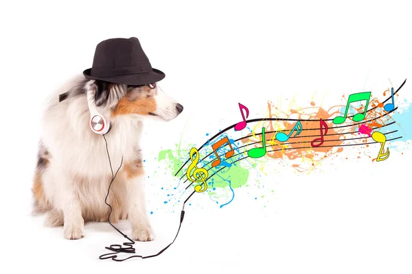 Perro Musical Con Audífonos —  Fotos de Stock