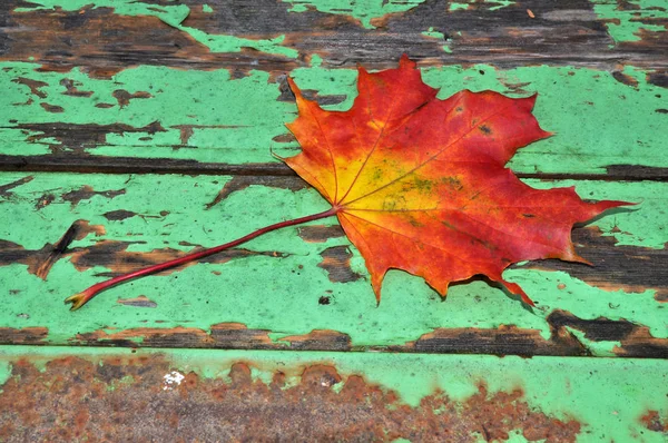 Herfst Blad Esdoorn Esdoorn Gebladerte Herfst Kleurrijk Kleur Oktober Geel — Stockfoto