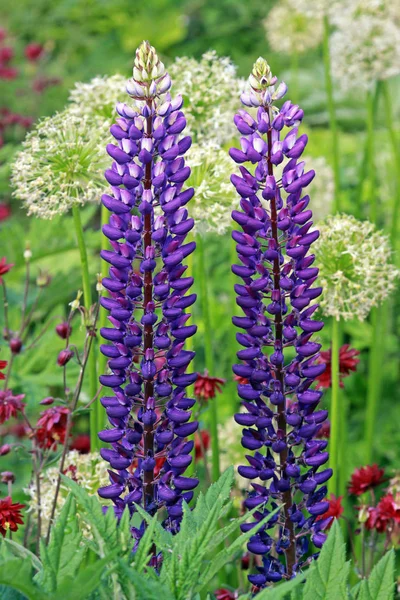 Due Lupini Blu Nel Giardino Perenne — Foto Stock