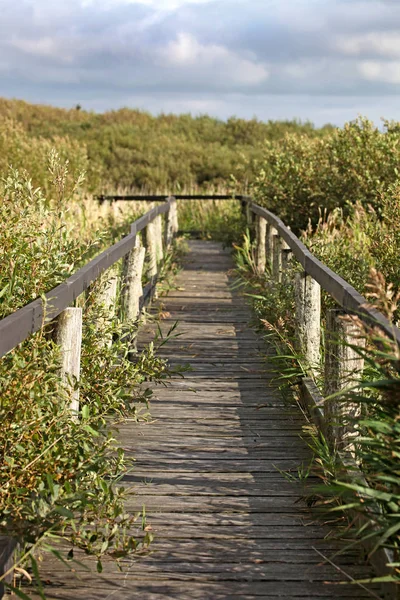 Boardwalk Reed North Sea — Stok Foto