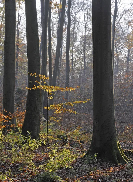 Bosque Otoño Hojas Follaje Temporada Otoño — Foto de Stock