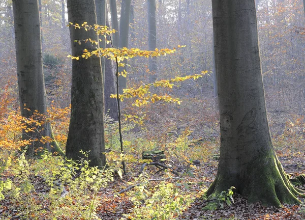 Jesienny Las Liście Jesienne — Zdjęcie stockowe