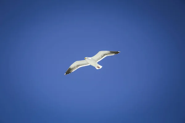 Flygande Mås Med Molnfri Himmel — Stockfoto