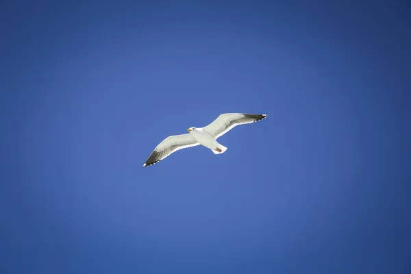 Goéland Volant Avec Ciel Dégagé — Photo