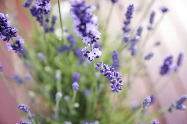 Lavender Flowers Provence Filed — Stock Photo, Image