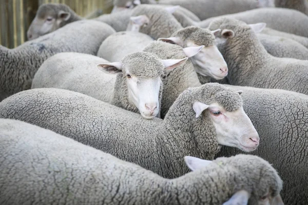 Вівці Мериносховище Корпусі — стокове фото