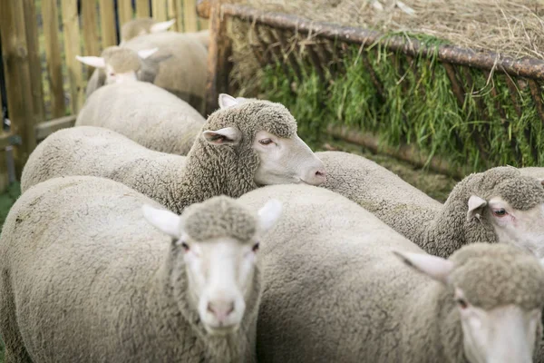 Schafe Merinoschafe Einem Gehege — Stockfoto