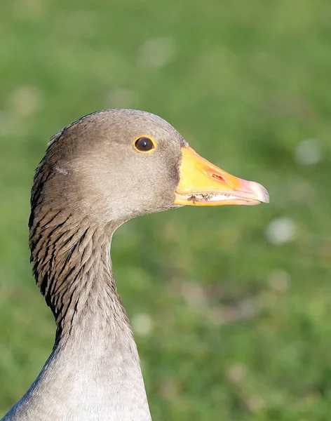 Malebný Pohled Husí Ptáka Přírodě — Stock fotografie