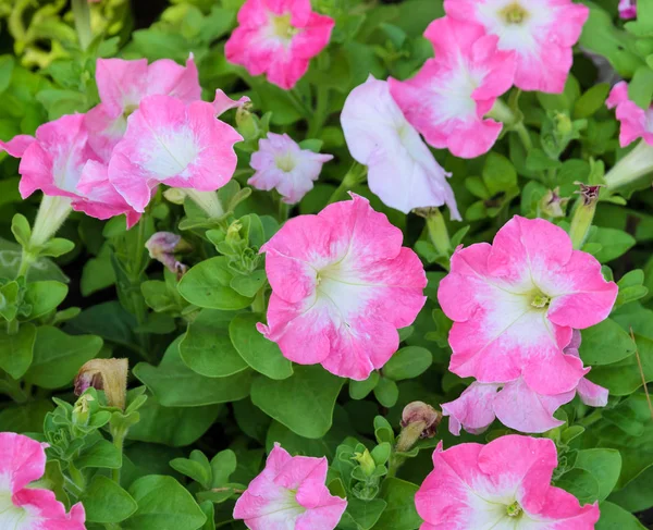 Schöne Blumen Blumiges Konzept Hintergrund — Stockfoto