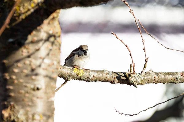 Ein Sperling Sitzt Auf Einem Kahlen Zweig Eines Kirschbaums — Stockfoto