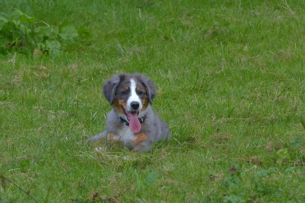 Junger Border Collie Auf Der Wiese — Stockfoto