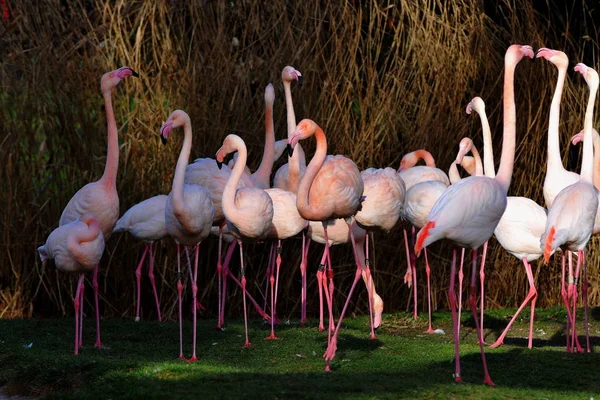 Vista Panorâmica Belo Pássaro Flamingo Natureza — Fotografia de Stock