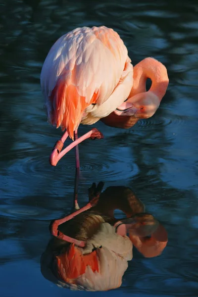 Malerischer Blick Auf Den Schönen Flamingo Vogel Der Natur — Stockfoto