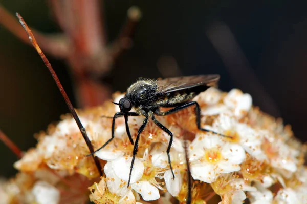 Fechar Uma Mosca — Fotografia de Stock