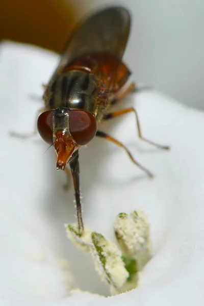 Primer Plano Una Mosca — Foto de Stock