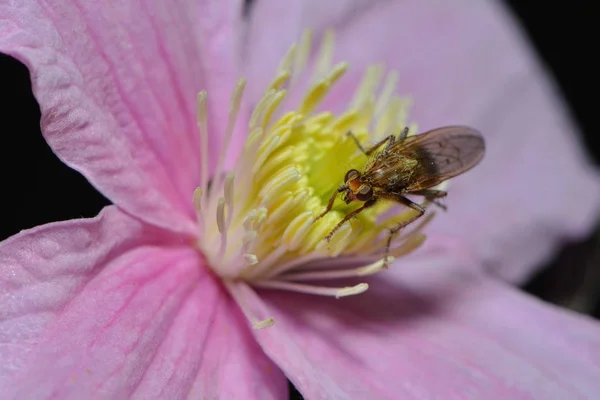 Gros Plan Une Mouche — Photo