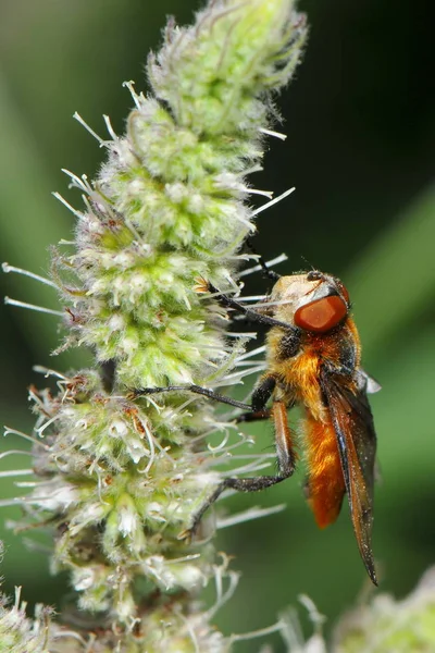 Close Caterpillar Fly — Stock Photo, Image