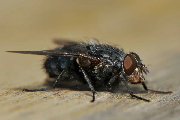 Närbild Fluga — Stockfoto